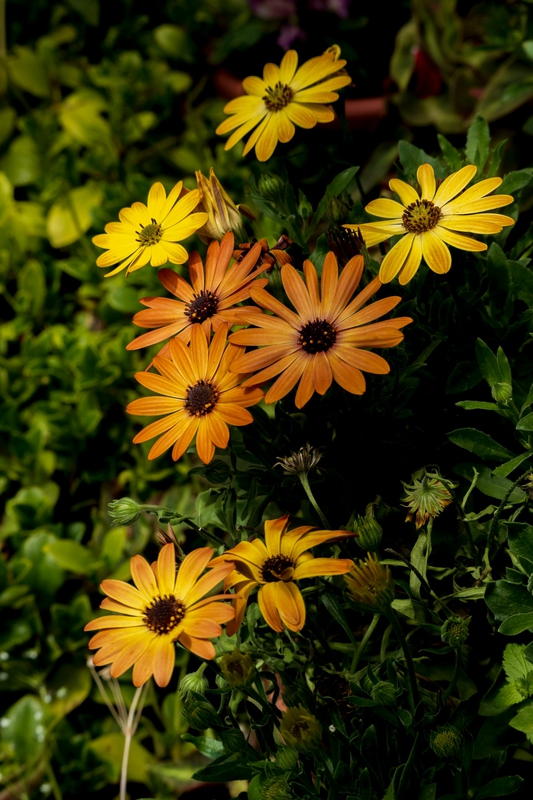 Hoa cúc, daisy, hoa, màu vàng, chrysanthemum, yellow-TheMechanicGD