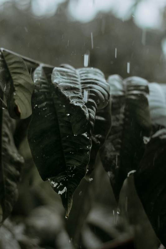 Lá, mưa, hạt mưa, giọt nước, rain, raindrops, water drops - Yan Miranda