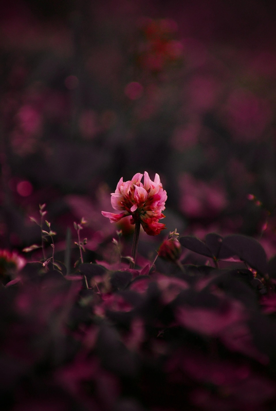 Hoa, mờ, flower, blur - Yassir Abbas