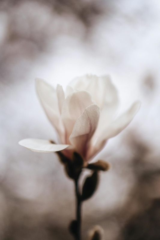Hoa, mờ, flower, blur - Yuliia Tretynychenko