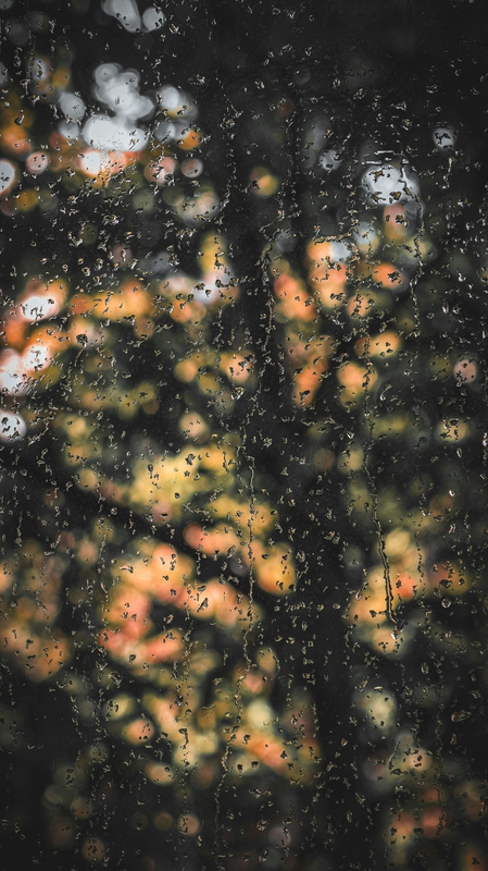 Cây, mưa, hạt mưa, giọt nước, rain, raindrops, water drops - yusra_gonul