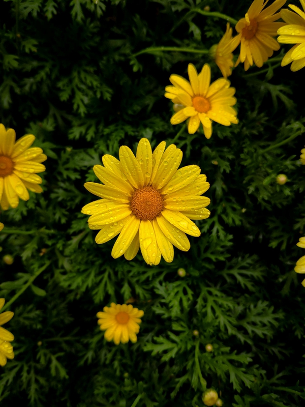 Hoa cúc, daisy, hoa, màu vàng, chrysanthemum, yellow-Zhefanya Haryanto