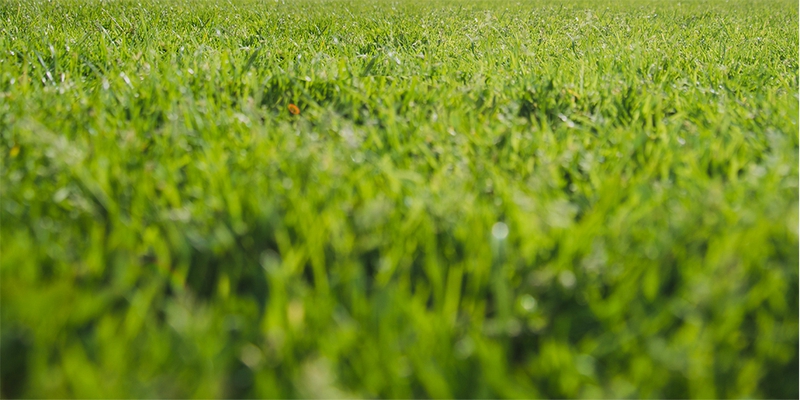 Sân cỏ, sân bóng, football, soccer, thể thao, sport, grass 1