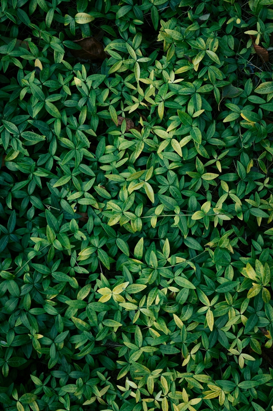 Cỏ, bãi cỏ, cây xanh, grass, thiên nhiên, natural - Nikita Pishchugin