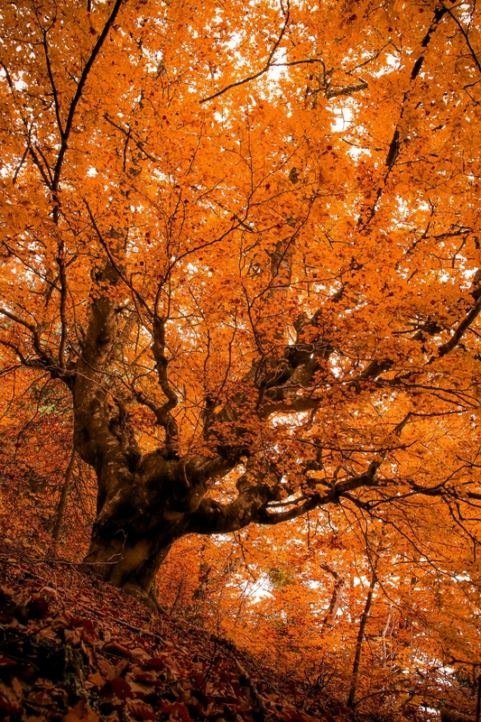 Mùa thu, autumn, lá vàng, lá thông, pine, thiên nhiên, natural - Nikola Kojević