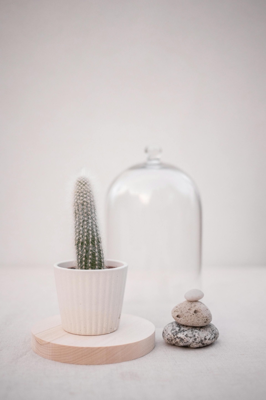 Chậu cây, xương rồng, sen đá, tĩnh vật, trang trí, potted plants, cacti, stone lotus, still life, decorations - KATRIN BOLOVTSOVA