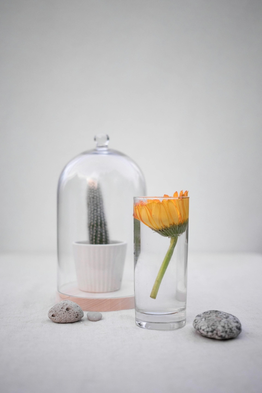 Chậu cây, xương rồng, sen đá, tĩnh vật, trang trí, potted plants, cacti, stone lotus, still life, decorations - KATRIN BOLOVTSOVA