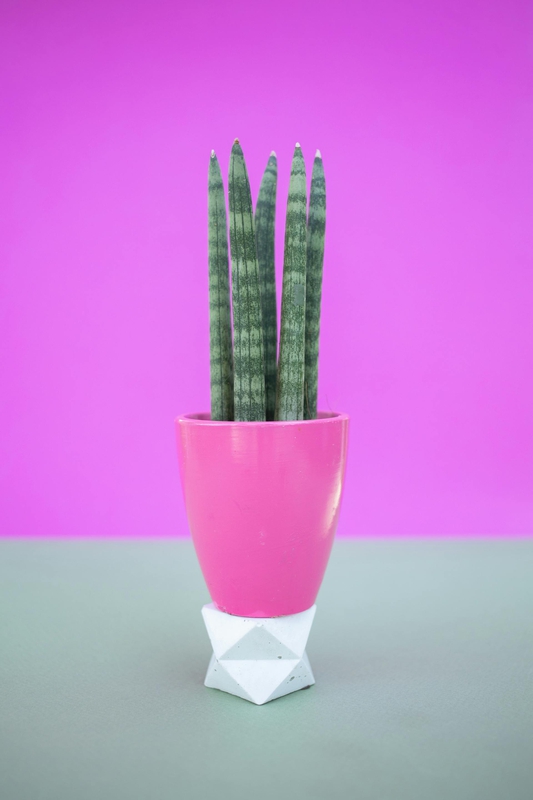 Chậu cây, xương rồng, sen đá, tĩnh vật, trang trí, potted plants, cacti, stone lotus, still life, decorations - KATRIN BOLOVTSOVA