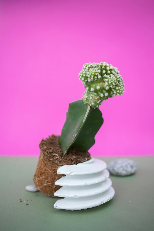 Chậu cây, xương rồng, sen đá, tĩnh vật, trang trí, potted plants, cacti, stone lotus, still life, decorations - KATRIN BOLOVTSOVA