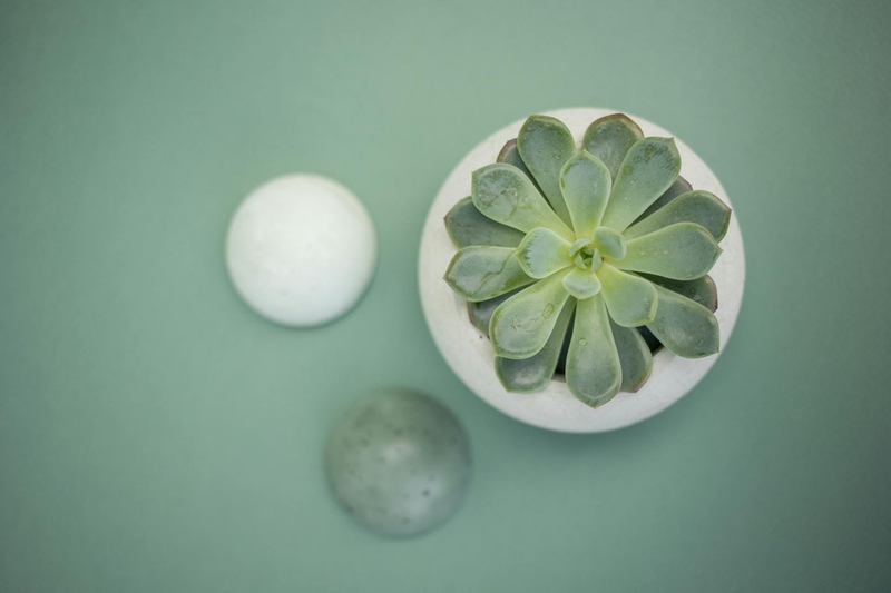 Chậu cây, xương rồng, sen đá, tĩnh vật, trang trí, potted plants, cacti, stone lotus, still life, decorations - KATRIN BOLOVTSOVA