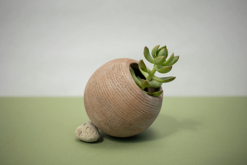 Chậu cây, xương rồng, sen đá, tĩnh vật, trang trí, potted plants, cacti, stone lotus, still life, decorations - KATRIN BOLOVTSOVA