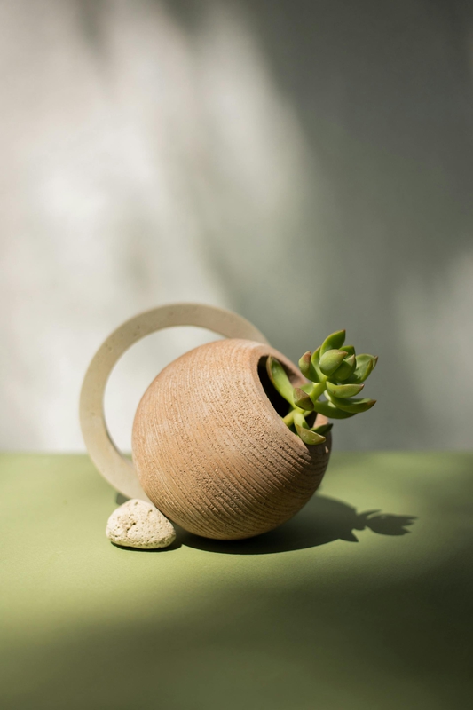 Chậu cây, xương rồng, sen đá, tĩnh vật, trang trí, potted plants, cacti, stone lotus, still life, decorations - KATRIN BOLOVTSOVA
