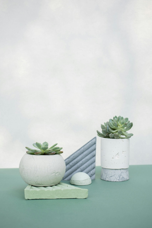 Chậu cây, xương rồng, sen đá, tĩnh vật, trang trí, potted plants, cacti, stone lotus, still life, decorations - KATRIN BOLOVTSOVA
