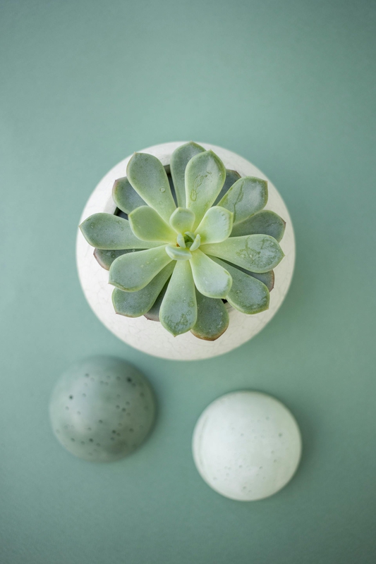 Chậu cây, xương rồng, sen đá, tĩnh vật, trang trí, potted plants, cacti, stone lotus, still life, decorations - KATRIN BOLOVTSOVA