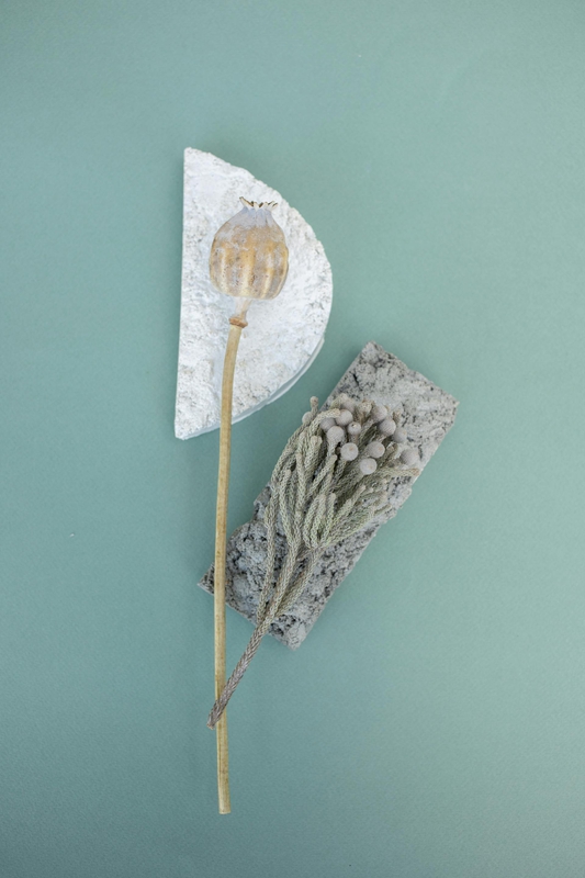 Chậu cây, xương rồng, sen đá, tĩnh vật, trang trí, potted plants, cacti, stone lotus, still life, decorations - KATRIN BOLOVTSOVA