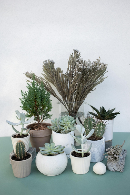 Chậu cây, xương rồng, sen đá, tĩnh vật, trang trí, potted plants, cacti, stone lotus, still life, decorations - KATRIN BOLOVTSOVA