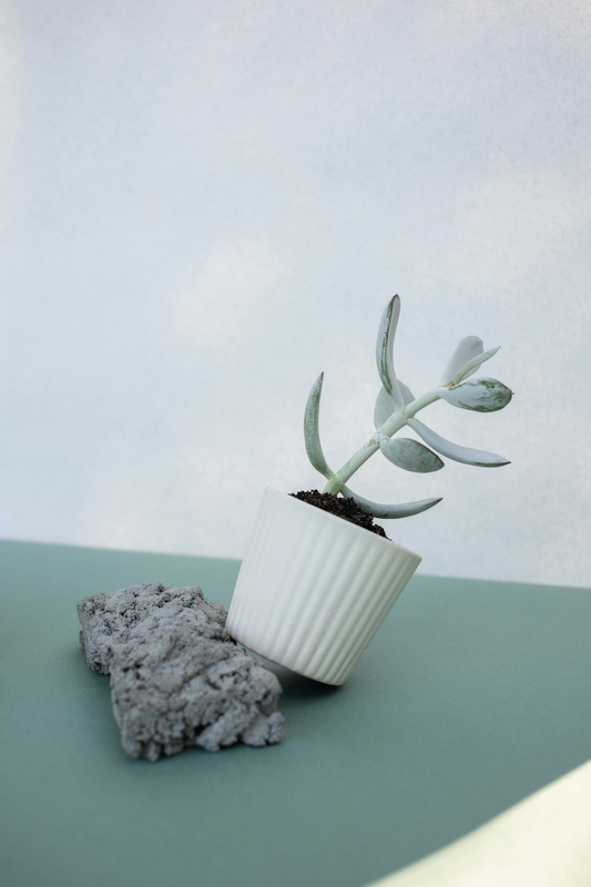 Chậu cây, xương rồng, sen đá, tĩnh vật, trang trí, potted plants, cacti, stone lotus, still life, decorations - KATRIN BOLOVTSOVA