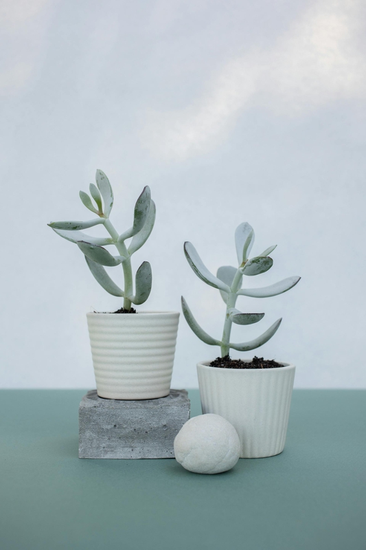 Chậu cây, xương rồng, sen đá, tĩnh vật, trang trí, potted plants, cacti, stone lotus, still life, decorations - KATRIN BOLOVTSOVA