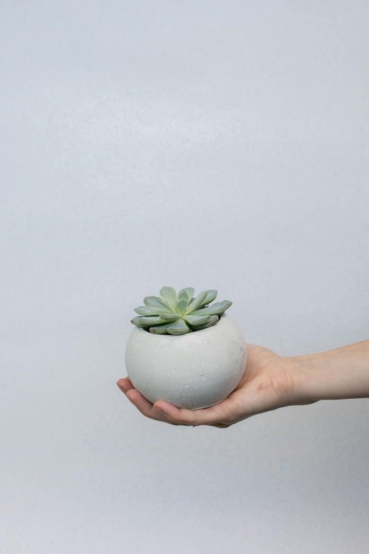 Chậu cây, xương rồng, sen đá, tĩnh vật, trang trí, potted plants, cacti, stone lotus, still life, decorations - KATRIN BOLOVTSOVA