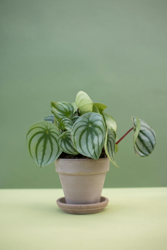 Chậu cây, xương rồng, sen đá, tĩnh vật, trang trí, potted plants, cacti, stone lotus, still life, decorations - KATRIN BOLOVTSOVA