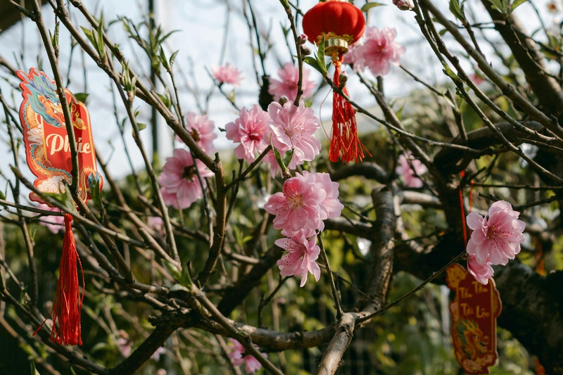 Hoa đào, hoa, Tết, Tết Nguyên Đán, peach blossom, flowers, Tet, Lunar New Year- Lylah To