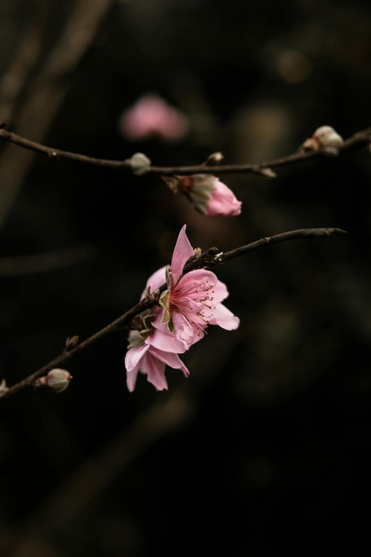 Hoa đào, hoa, Tết, Tết Nguyên Đán, peach blossom, flowers, Tet, Lunar New Year-Ngân Dương 2