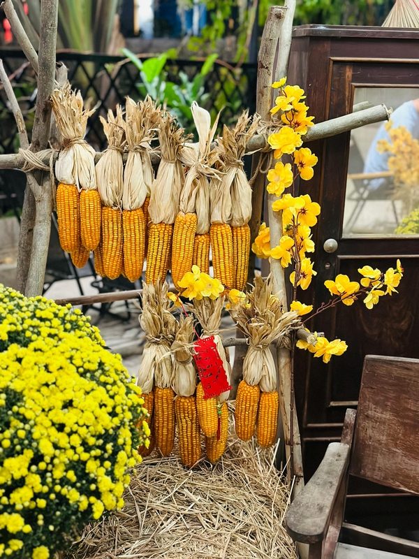 Bắp khô, trang trí, Tết, hoa mai, decorations, apricot blossoms - Nhi Lâm 5