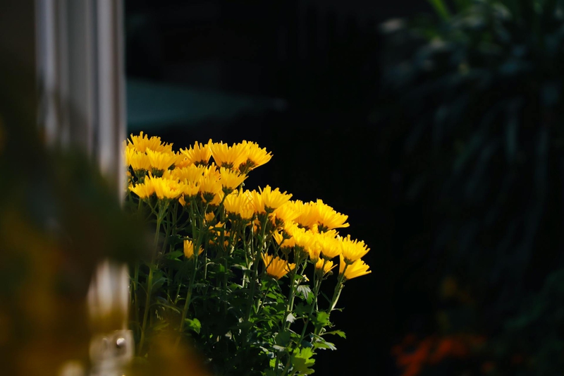 Hoa, màu vàng, hoa cúc, flower, yellow flower, daisy- Tuan Vy