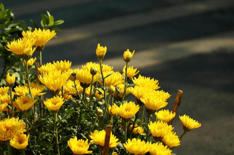 Hoa, màu vàng, hoa cúc, flower, yellow flower, daisy- Tuan Vy