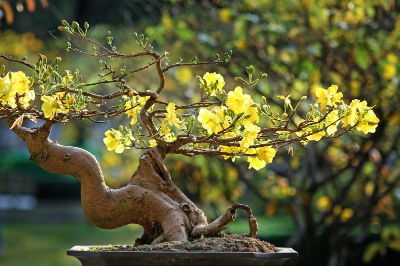 Hoa mai, hoa, mai vàng, apricot blossom, flower, yellow apricot blossom- minhquanfoto 6