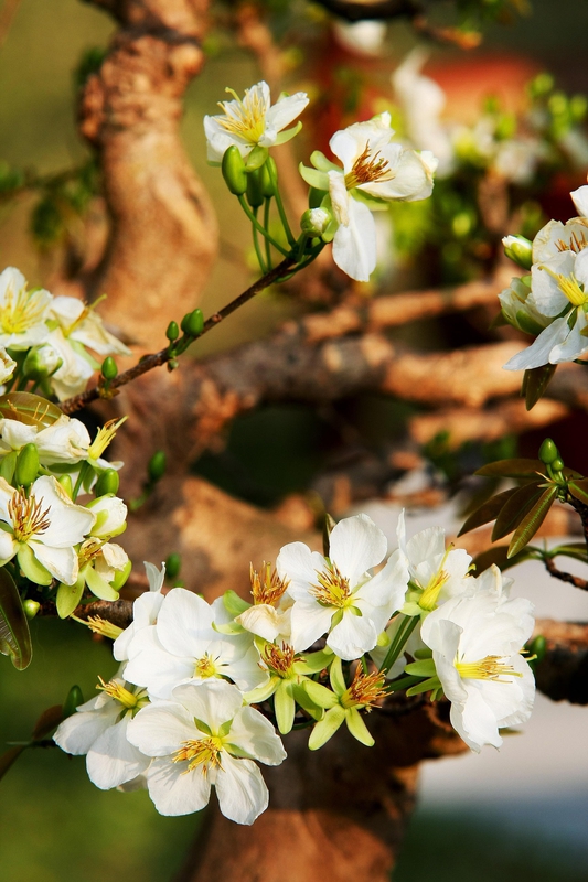 Hoa mai, hoa, mai trắng, apricot blossom, flower, white apricot blossom- minhquanfoto 4