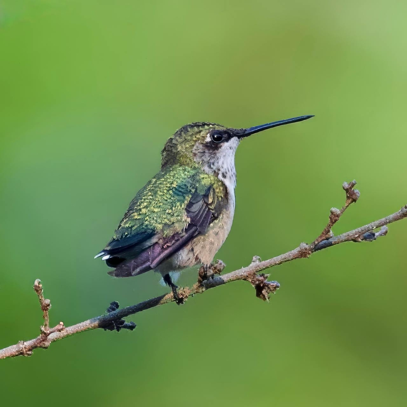 Chim, chim ruồi, chim nhỏ, động vật, tự nhiên, ngoài trời, cành cây, lá, hummingbird, bird, small bird, animal, nature, outdoor, branch, leaf - A. G. Rosales