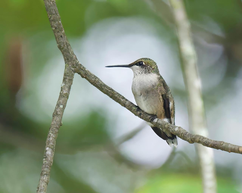Chim, chim ruồi, chim nhỏ, động vật, tự nhiên, ngoài trời, cành cây, lá, hummingbird, bird, small bird, animal, nature, outdoor, branch, leaf - A. G. Rosales