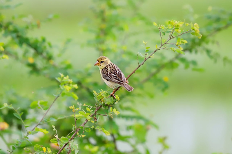 Chim, chim sẻ, động vật, tự nhiên, ngoài trời, cành cây, lông vũ, bird, weaver bird, animal, nature, outdoor, branch, feather - Sharath G.