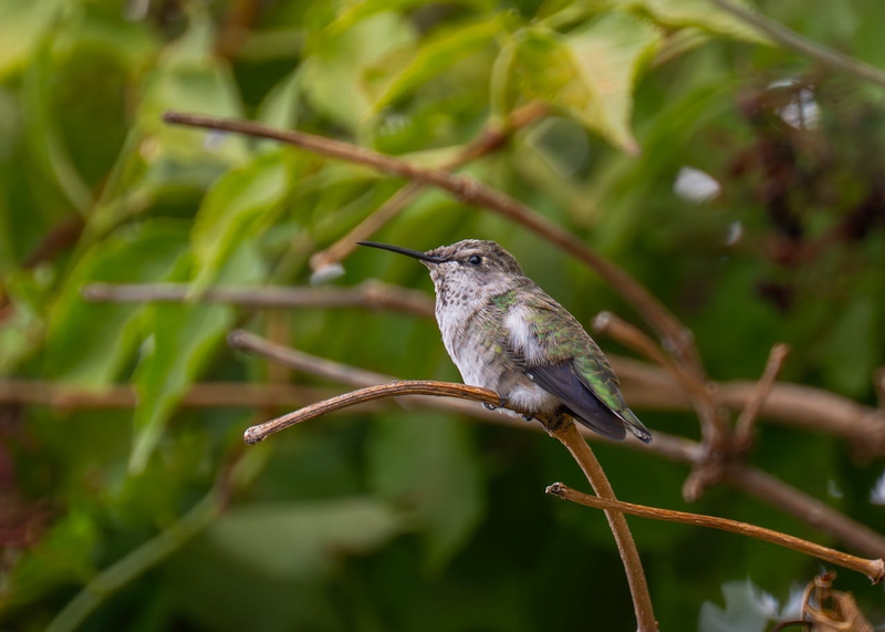 Chim, chim ruồi, chim nhỏ, động vật, tự nhiên, ngoài trời, cành cây, lá, hummingbird, bird, small bird, animal, nature, outdoor, branch, leaf - Frank Cone