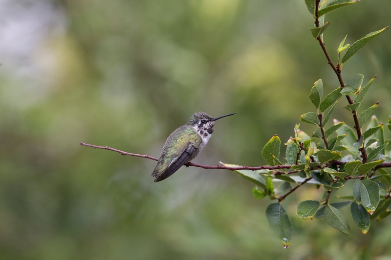 Chim, chim ruồi, chim nhỏ, động vật, tự nhiên, ngoài trời, cành cây, lá, hummingbird, bird, small bird, animal, nature, outdoor, branch, leaf - Joseph Vogel