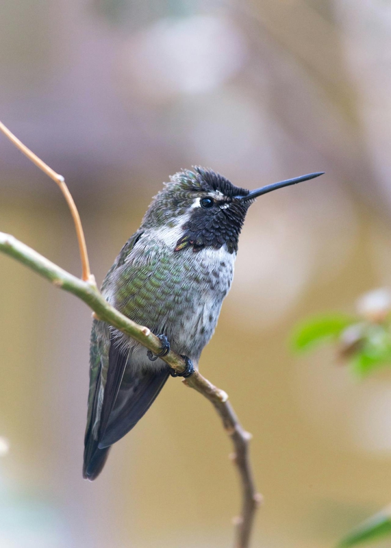 Chim, chim ruồi, chim nhỏ, động vật, tự nhiên, ngoài trời, cành cây, lá, hummingbird, bird, small bird, animal, nature, outdoor, branch, leaf - A. G. Rosales