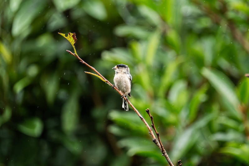 Chim, chim sẻ, động vật, tự nhiên, ngoài trời, cành cây, lông vũ, bird, weaver bird, animal, nature, outdoor, branch, feather - Q L 2