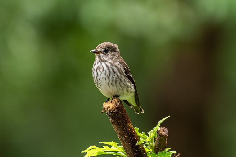 Chim, chim sẻ, động vật, tự nhiên, ngoài trời, cành cây, lông vũ, bird, weaver bird, animal, nature, outdoor, branch, feather - Q L