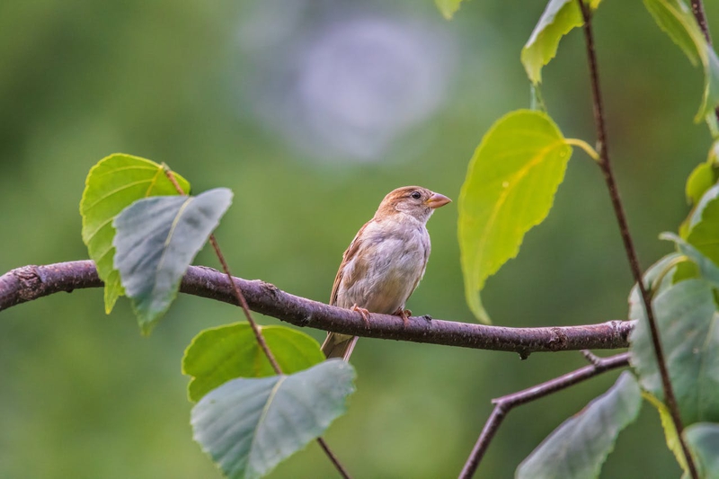 Chim, chim sẻ, động vật, tự nhiên, ngoài trời, cành cây, lông vũ, bird, weaver bird, animal, nature, outdoor, branch, feather - Mohan Nannapaneni 2