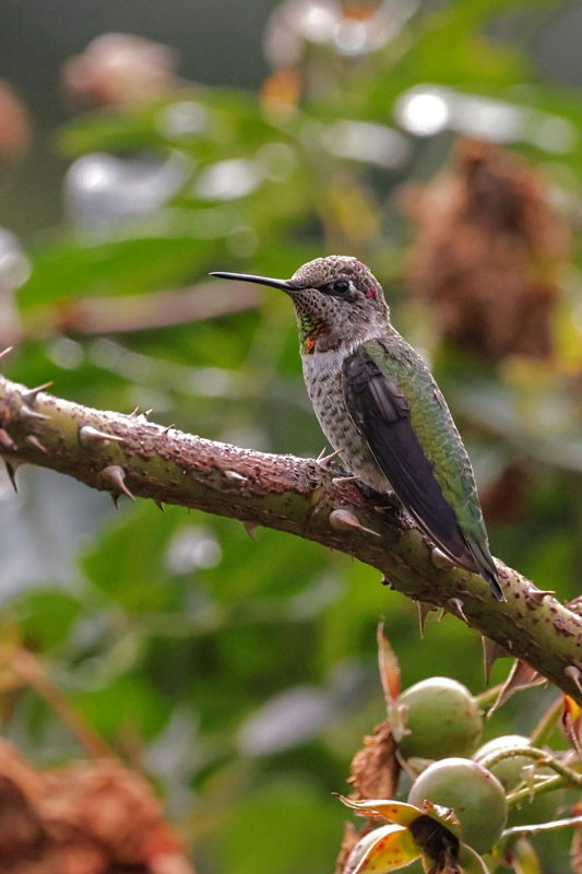 Chim, chim ruồi, chim nhỏ, động vật, tự nhiên, ngoài trời, cành cây, lá, hummingbird, bird, small bird, animal, nature, outdoor, branch, leaf - teyi 徐