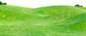 Bãi cỏ, cỏ
