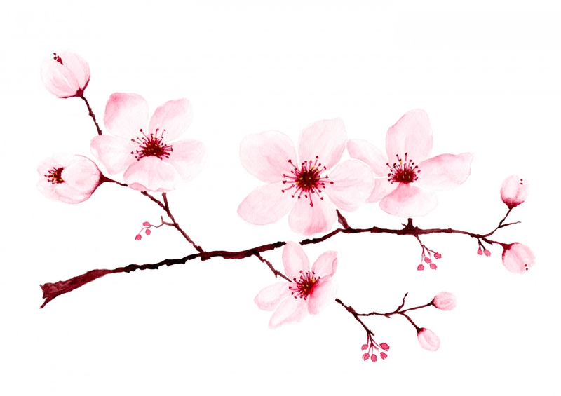 Hoa đào, cherry blossom, flower, tết, xuân, spring, truyền thống, Việt Nam, hình nền, background 10