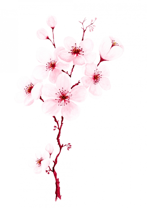 Hoa đào, cherry blossom, flower, tết, xuân, spring, truyền thống, Việt Nam, hình nền, background 15