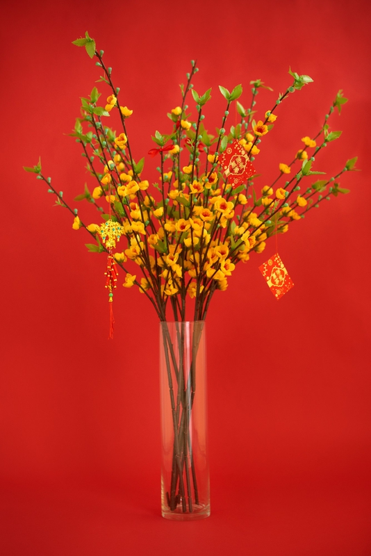 Hoa mai, flower, tết, xuân, spring, truyền thống, Việt Nam, hình nền, background 1