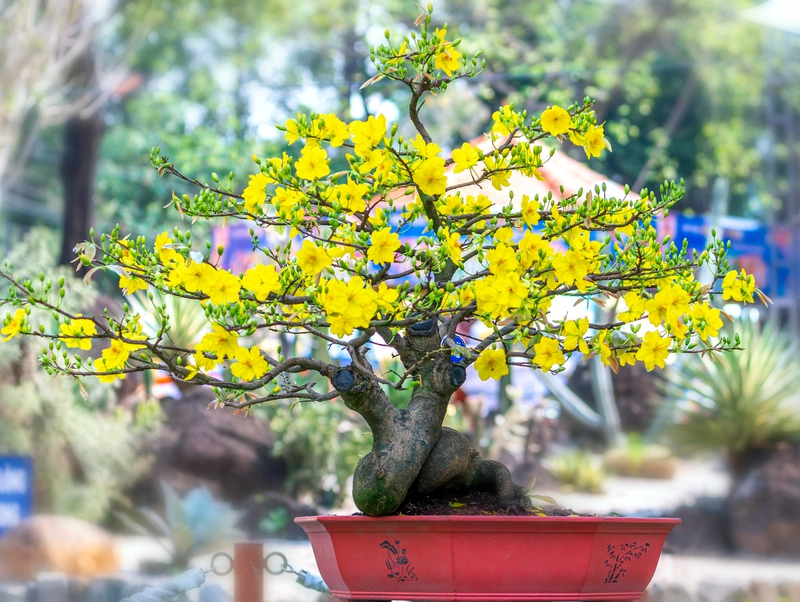 Hoa mai, chậu hoa, chậu hoa cảnh, cây cảnh, bonsai, flower, tết, xuân, spring, truyền thống, Việt Nam, hình nền, background - Ngân Dương