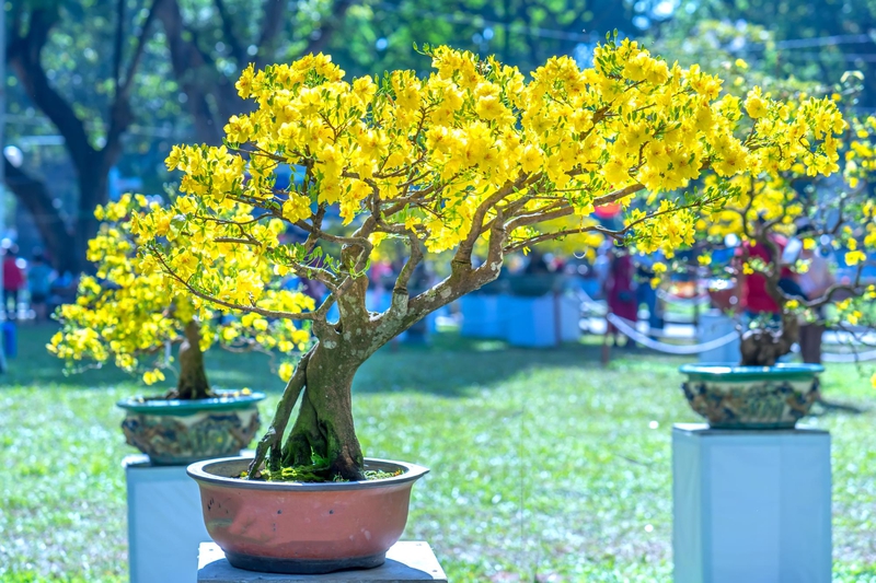 Hoa mai, chậu hoa, chậu hoa cảnh, cây cảnh, bonsai, flower, tết, xuân, spring, truyền thống, Việt Nam, hình nền, background - Ngân Dương 1