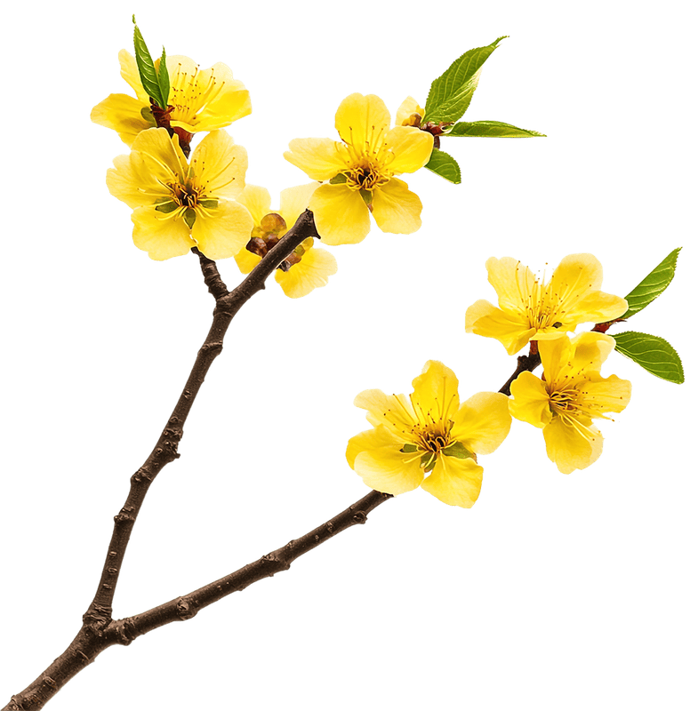 Hoa mai, hoa, hoa mai vàng, flower, mùa xuân, tết, xuân, spring 1