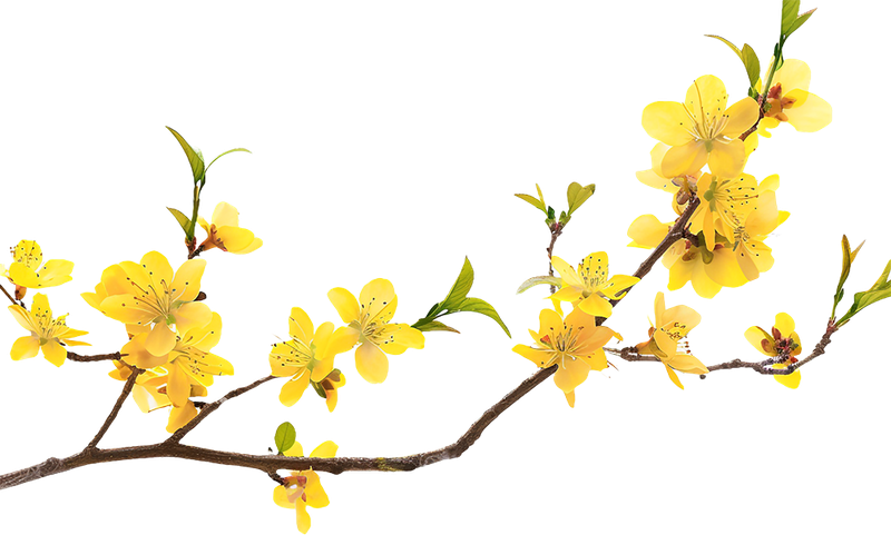 Hoa mai, hoa, hoa mai vàng, flower, mùa xuân, tết, xuân, spring
