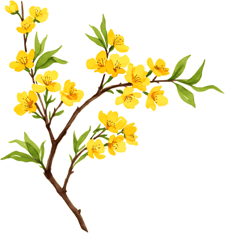Hoa mai, hoa, hoa mai vàng, flower, mùa xuân, tết, xuân, spring 2